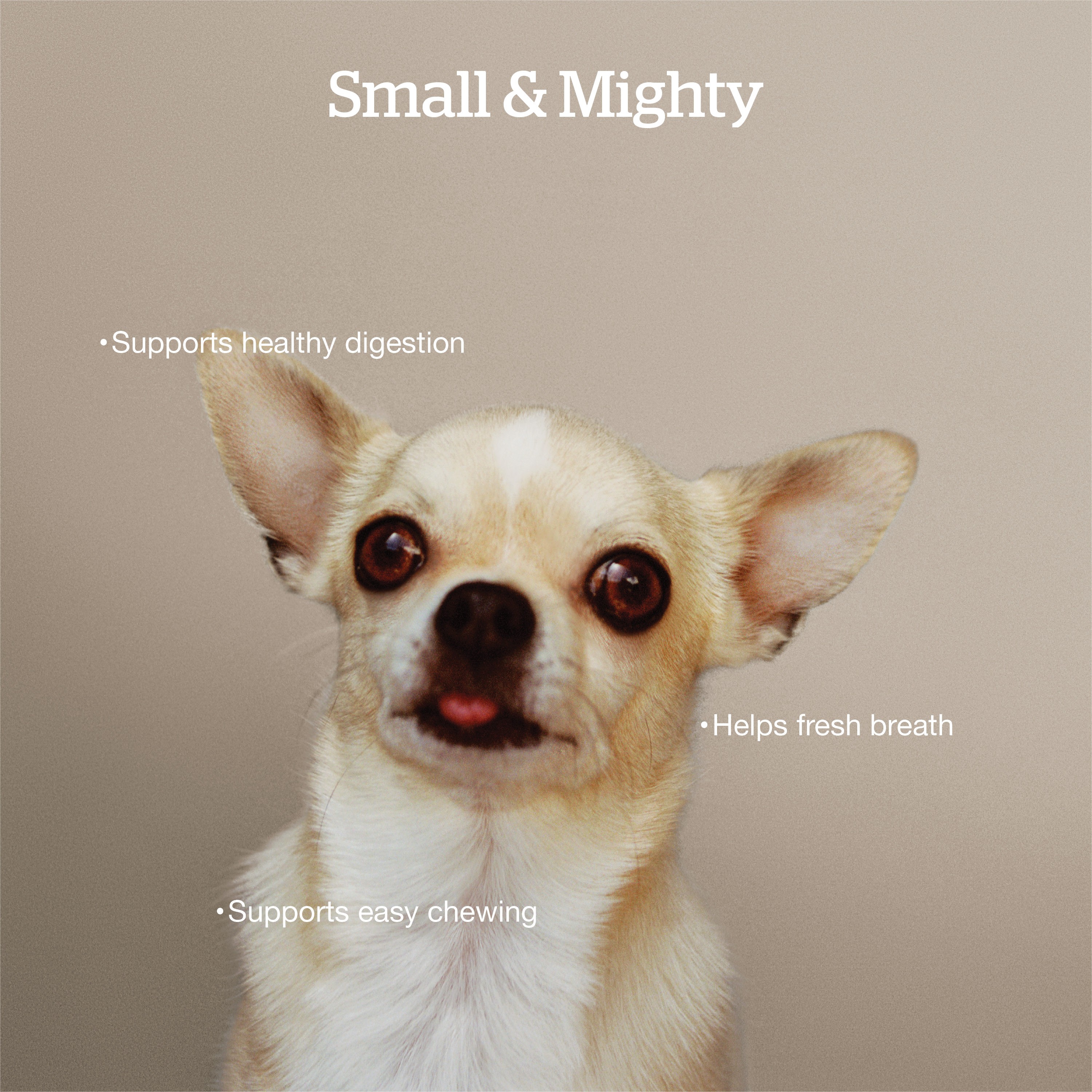 NOW FRESH Good Gravy Small Breed Adult Salmon Recipe with Ancient Grains for dogs | 5.4kg