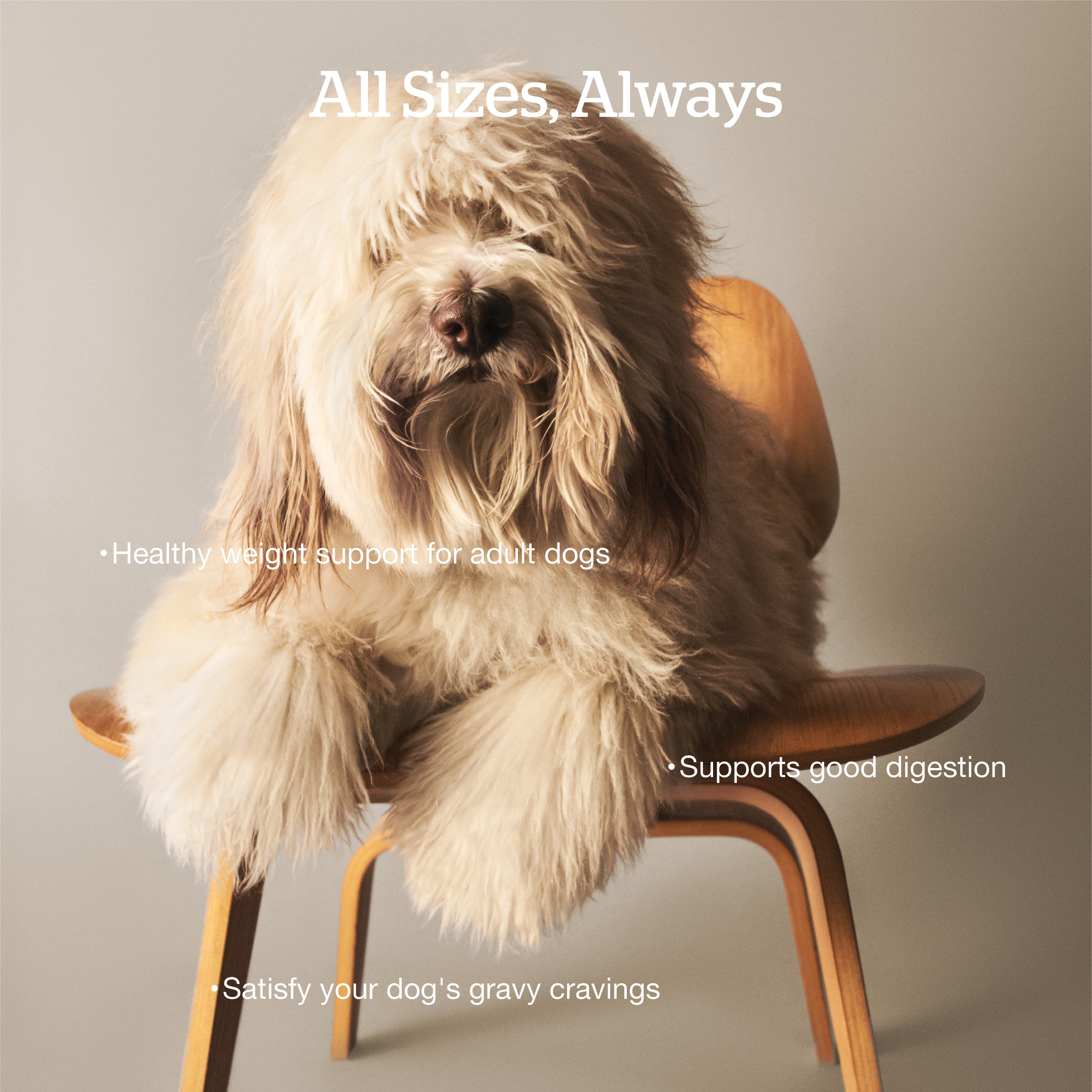 NOW FRESH Good Gravy Adult Salmon Recipe with Ancient Grains for dogs | 10kg