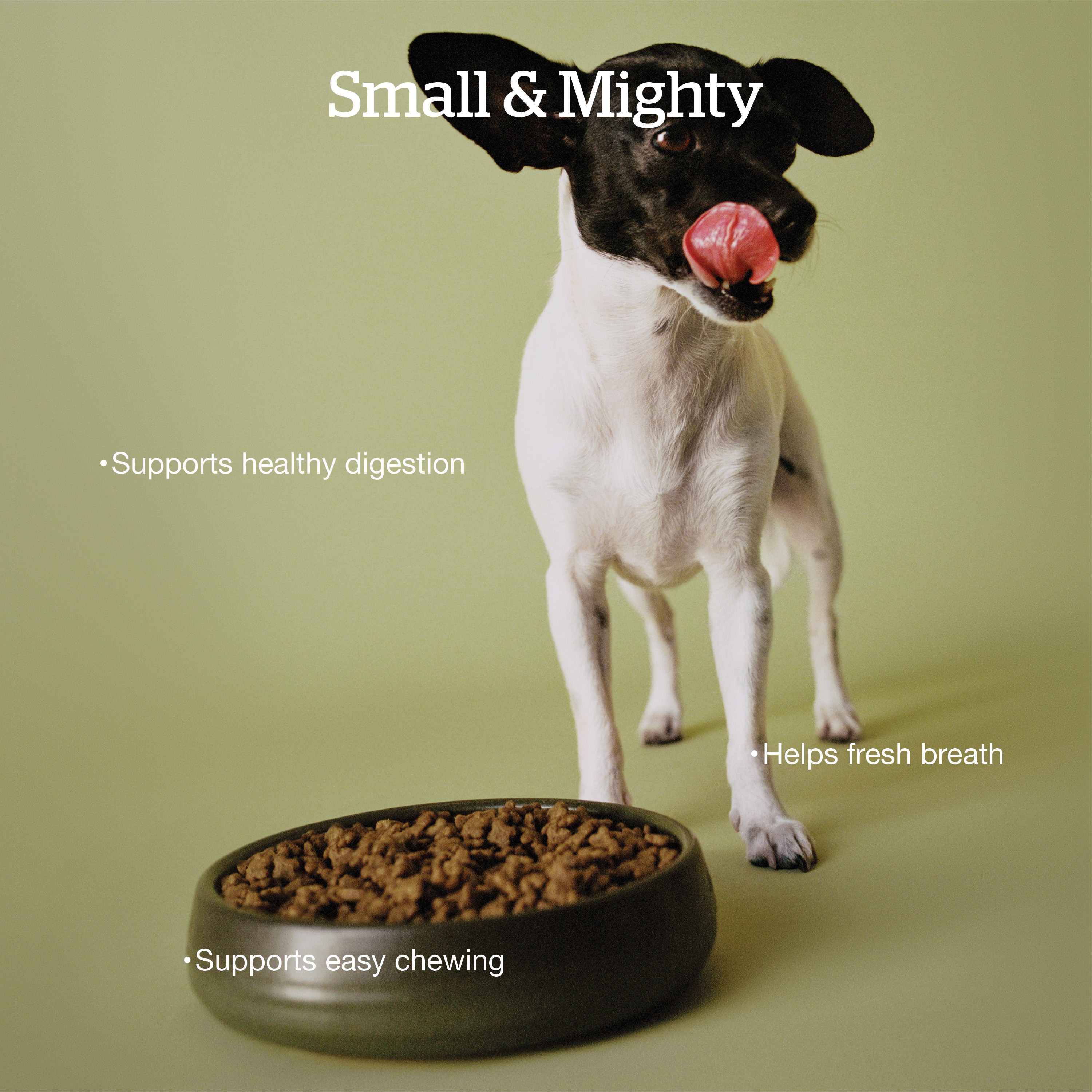 NOW FRESH Good Gravy Small Breed Adult Chicken Recipe with Ancient Grains for dogs | 5.4kg