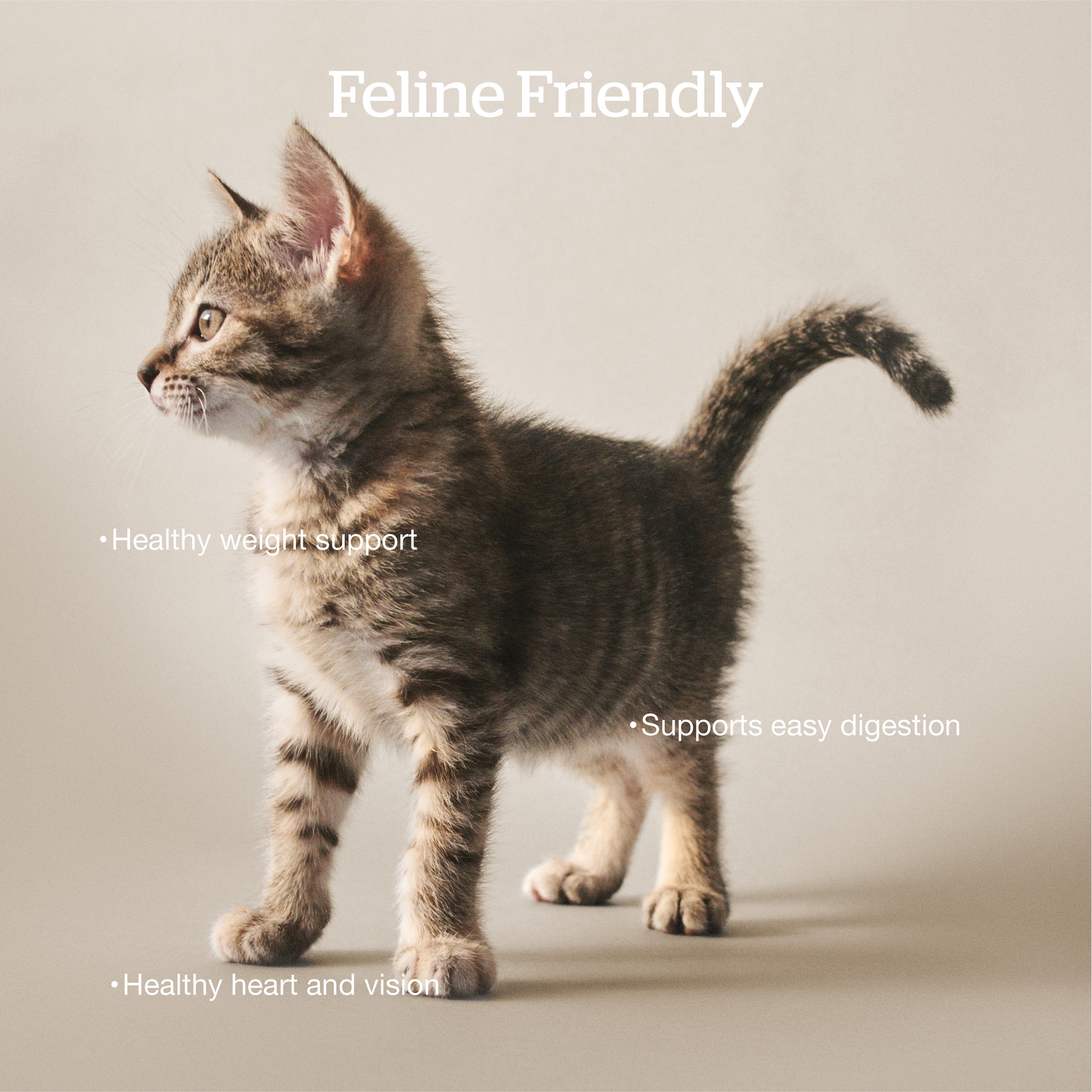 NOW FRESH Grain-Free Turkey, Salmon + Duck Adult Recipe | 3.63kg