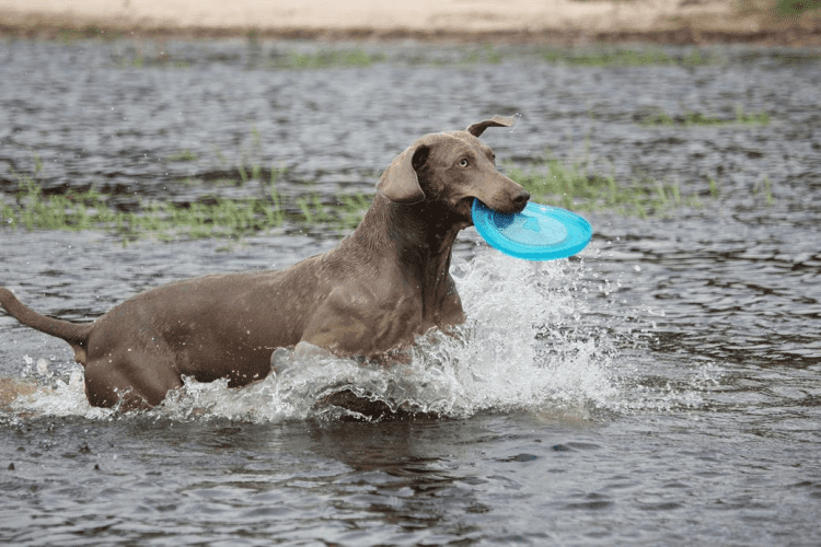 How Much Protein Should Pet Food Contain?