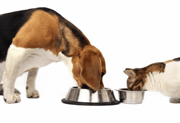 Is it time you changed your pet’s bowl?
