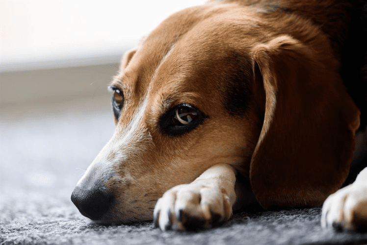 Pancreatitis in Dogs