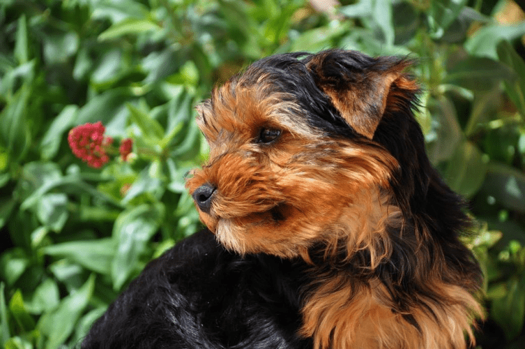 Pets and Plant Allergens