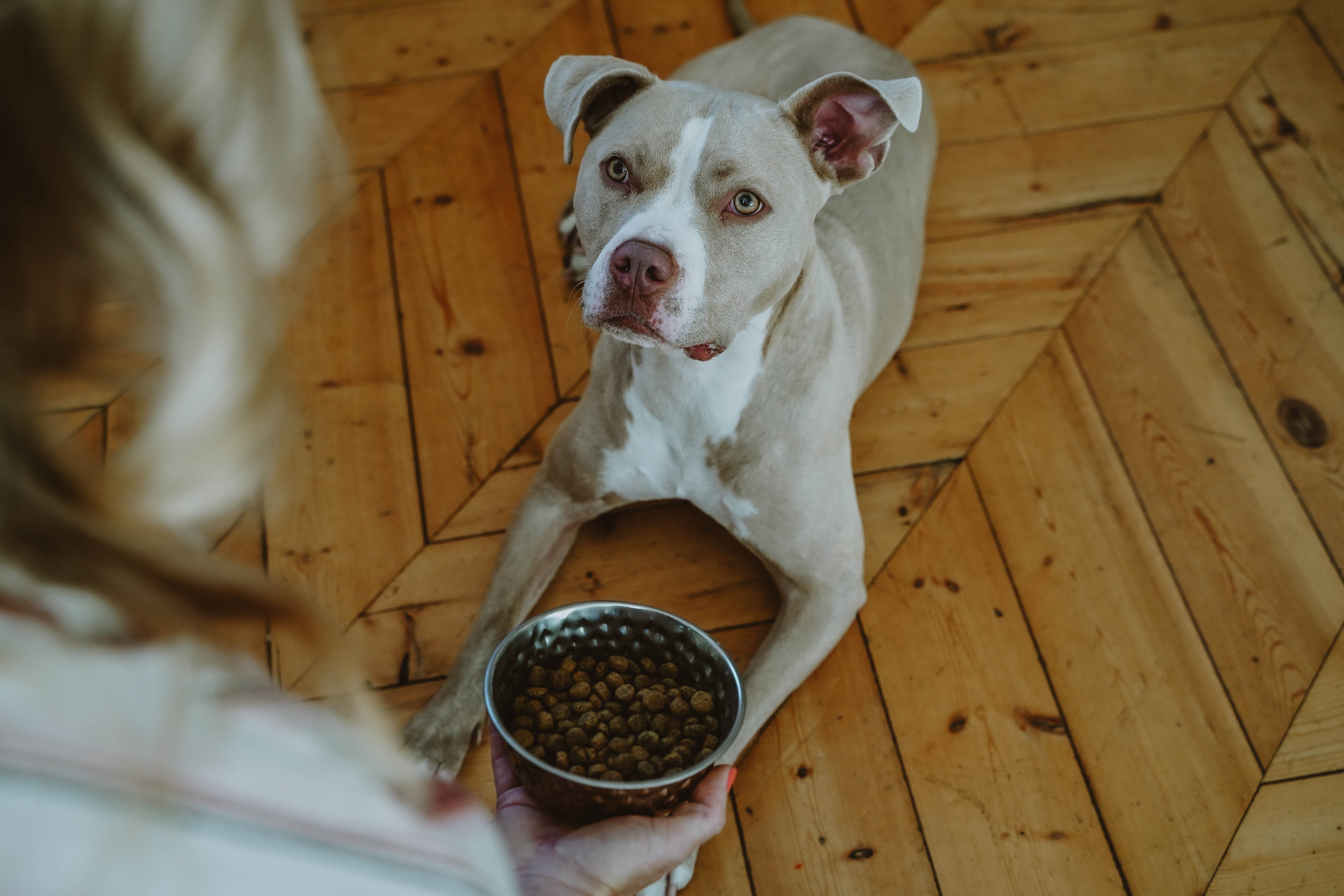 Ten Tips for Feeding a Picky Eater Dog
