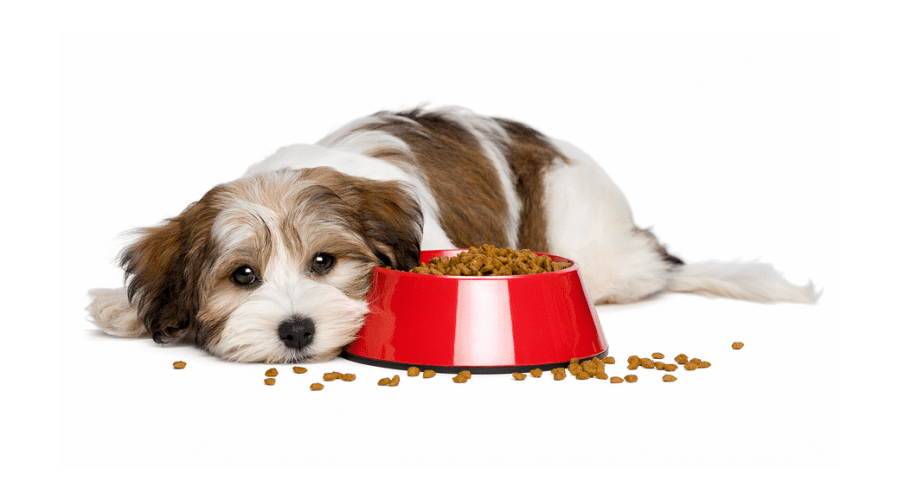 Ten tips to help feed a fussy dog
