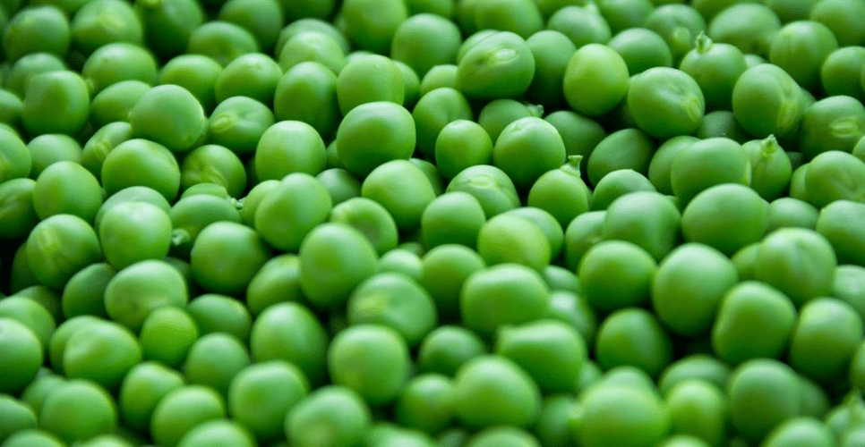 Why are peas so popular in pet food?