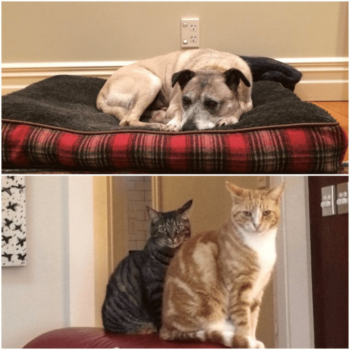 The difference in my two cats and dog's well-being is remarkable.