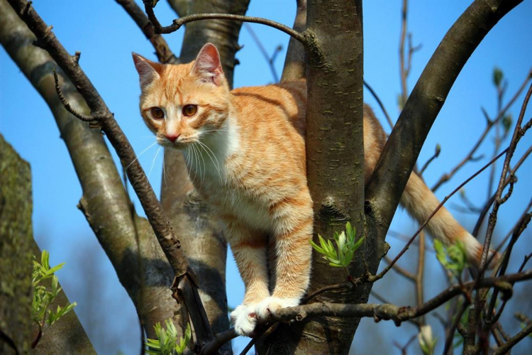 Do cats need carbohydrates?